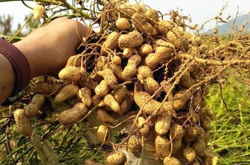 “生吃花生”的危害为什么那么大？很多人不知道，还以为是补品！