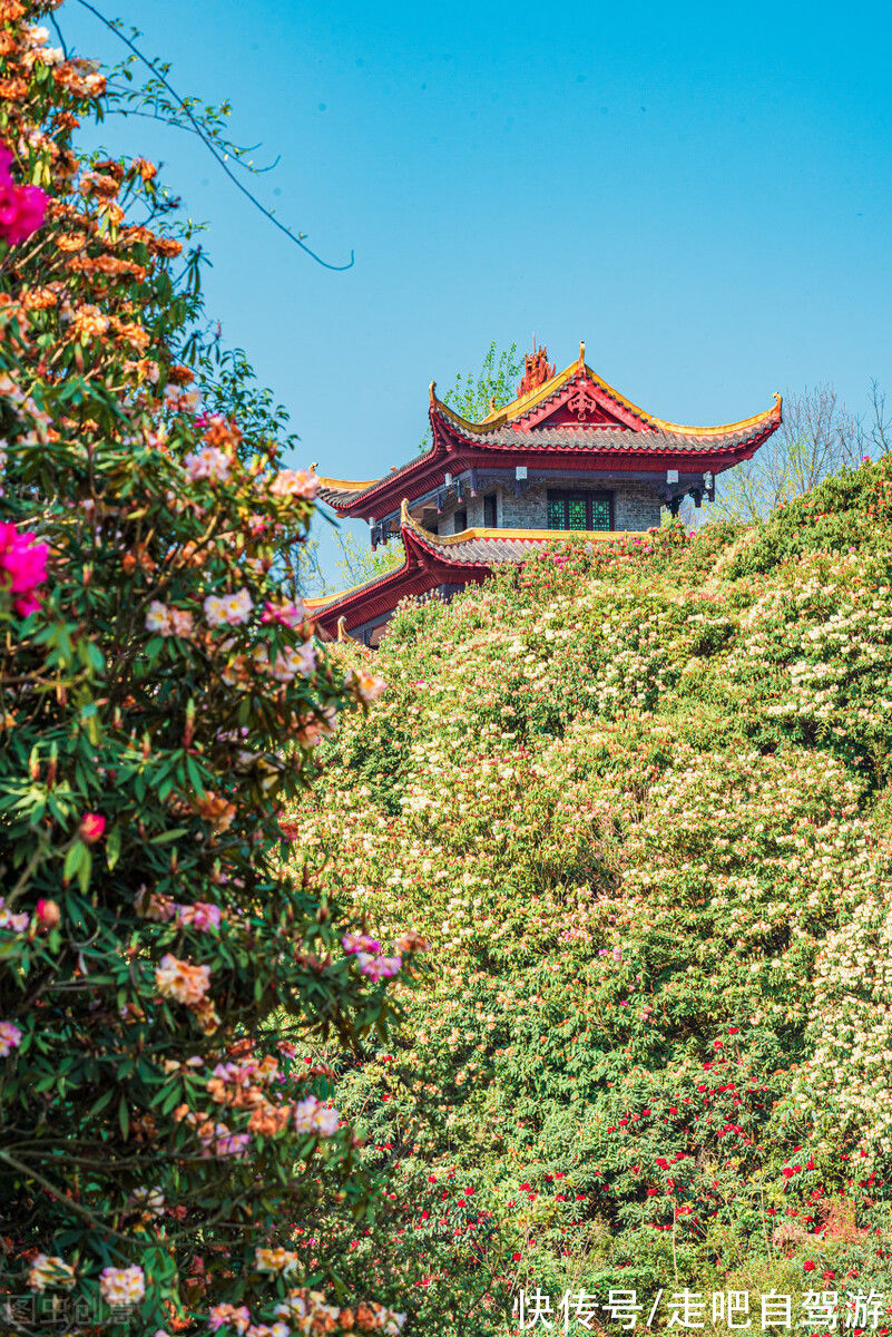 贵州|假如没有贵州，中国的春天就要凋零一半