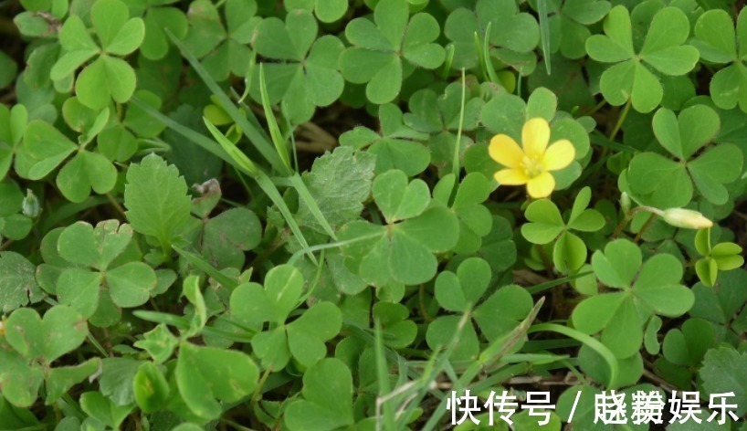 营养价值|农村有可以做菜吃的野草,里边的营养价值很高,吃起来还不错