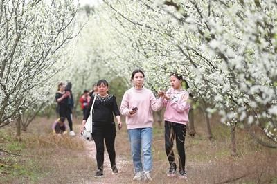 江西日报：花开春意浓