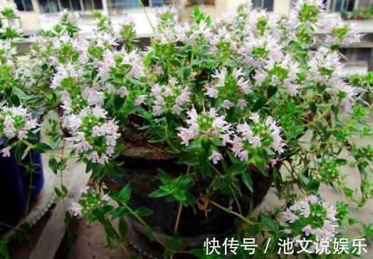 花朵|犯愁养花还是种菜别选了，种植8种蔬菜盆栽看着五颜六色