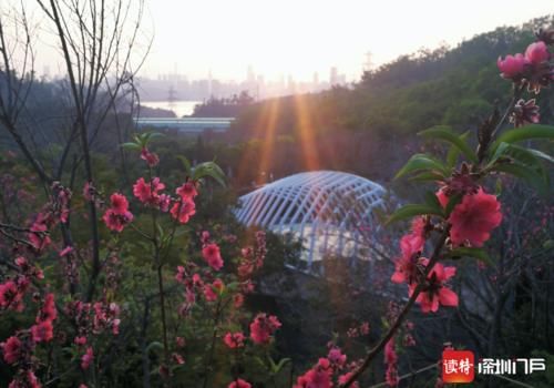 老年|美翻了！500多株樱花盛放仙湖植物园