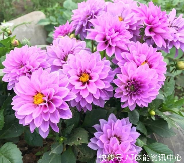 美丽若牡丹，花期超半年，植株低矮，养护容易，阳台盆栽养花选它！