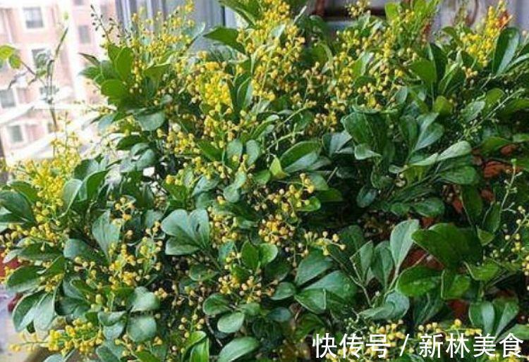 家里养此款花卉，便宜又好养，好养如绿萝，简单易成活