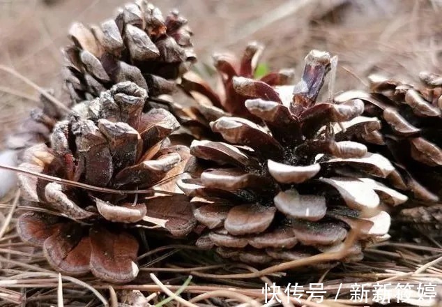 花盆|兰盆的土总是太湿怎么办?教你小技巧,把土壤调节到最佳状态
