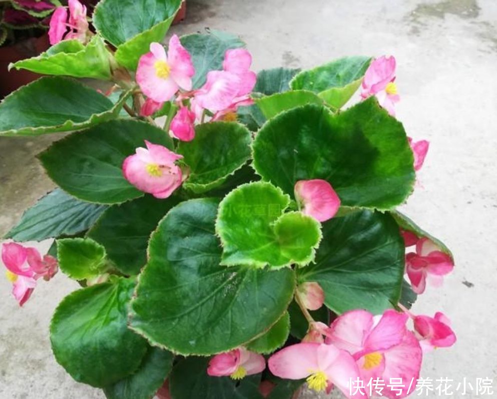 阴凉处|夏天太热，6种花要休眠，切记不要乱施肥，放到阴凉处静养