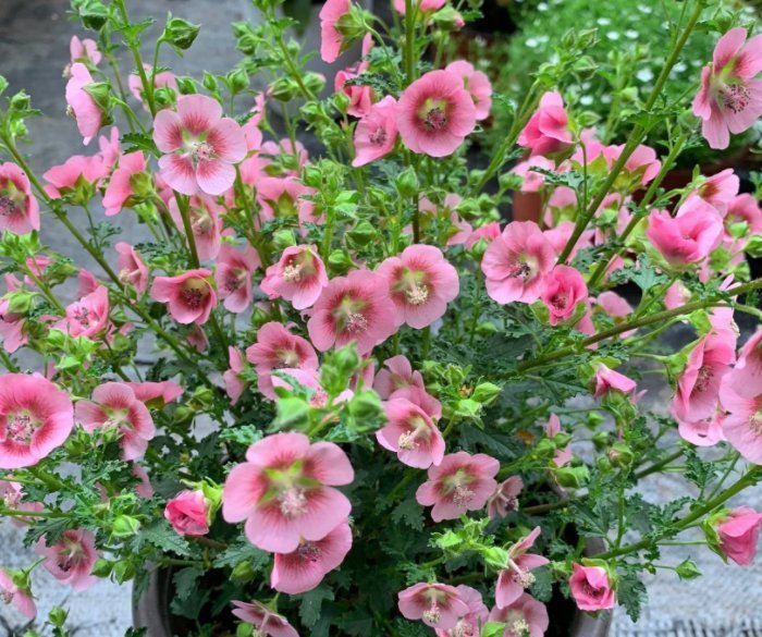 4种花“花期超长”,随便养一种,赏花赏一年,你养了吗