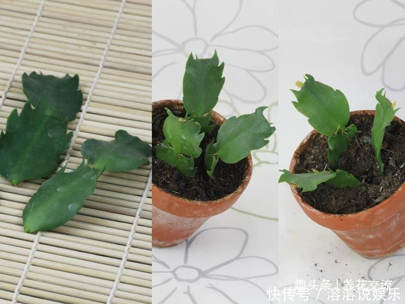 花盆|养盆栽蟹爪兰掌握10点就足够，看完就知道为啥叶子干瘪、不开花