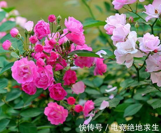 铁兰|农历十一月大雪过后，养什么花？家里养3种花，生活幸福喜乐无忧