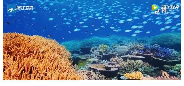 刮目相看|《奔跑吧5》迎来最美场景，嘉宾入海底种珊瑚，杨颖让人刮目相看
