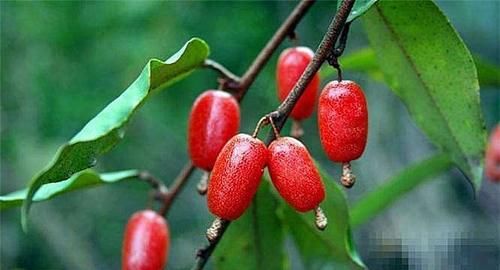 女性想爱美，多吃以下食物，淡化色斑，延缓衰老，美白肌肤