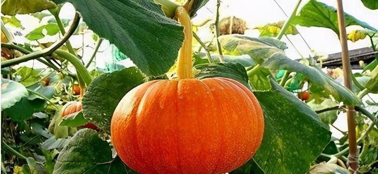 红血球|冬天来了，不妨多吃三种食物，降压减脂，美容养颜，早吃早受益