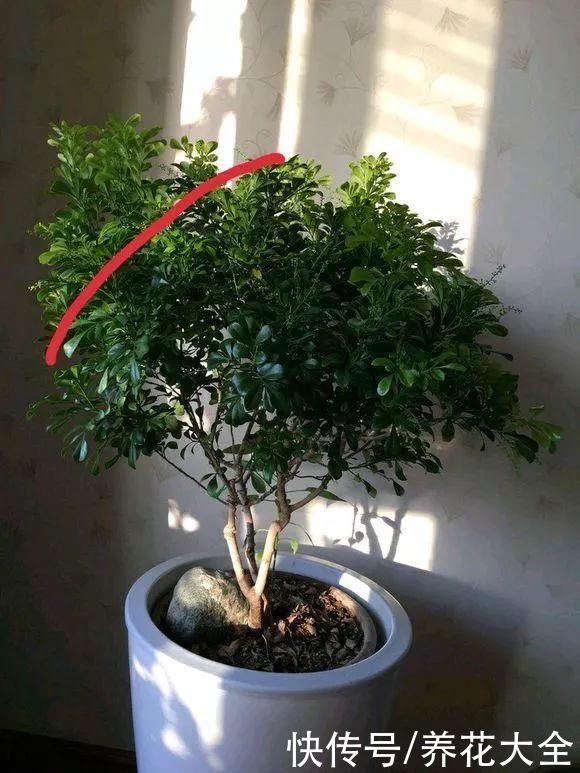 3月是给花剃头的好时机，现在狠心剪，下月就开花