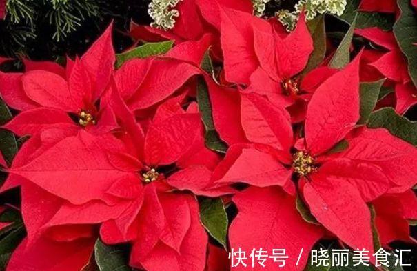 农历9月28日霜降后,养什么花?以下3种花,红红火火吉祥喜庆