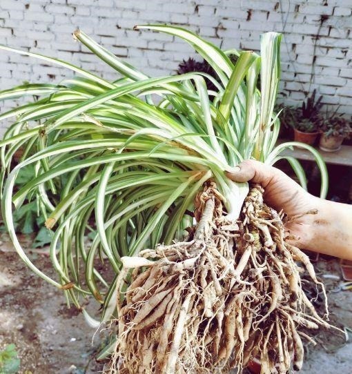 长寿花换盆,切忌越换越大,一直用小盆养才好!