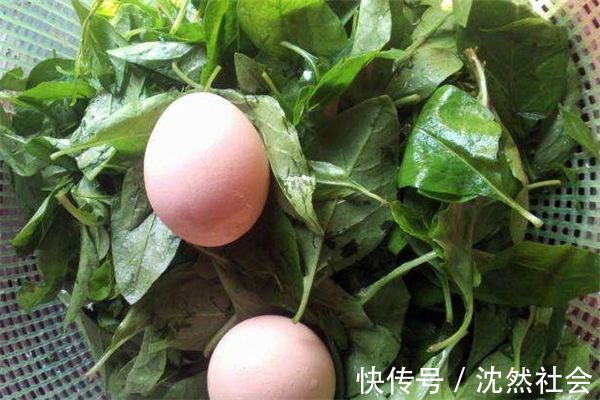 枸杞根|最受女性青睐3种食物,营养丰富,清肝明目,一定要分享闺蜜