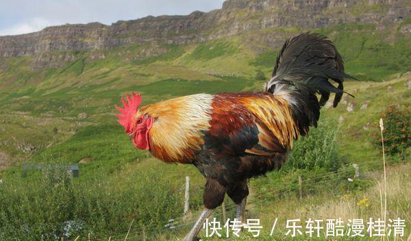 桃花朵朵开|生肖鸡，很多境界需要自己去悟！