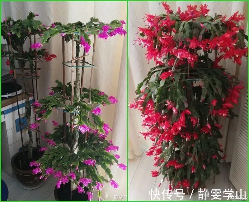 叶子|养护蟹爪兰,要注意8个要点,才能开出仙气飘飘花