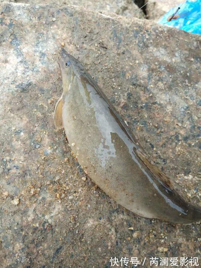 长江君|淮河还有这种鱼?信阳钓友钓起一条奇鱼,称:几十年来第一次见