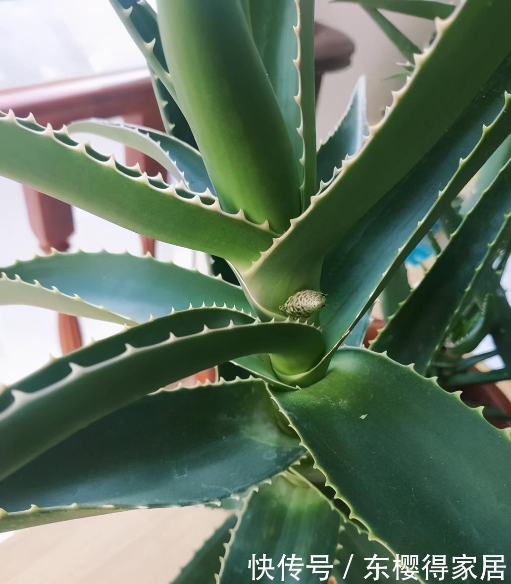 爆盆|2种很耐旱皮实的“小绿植”,不用勤浇水、容易群生、很美