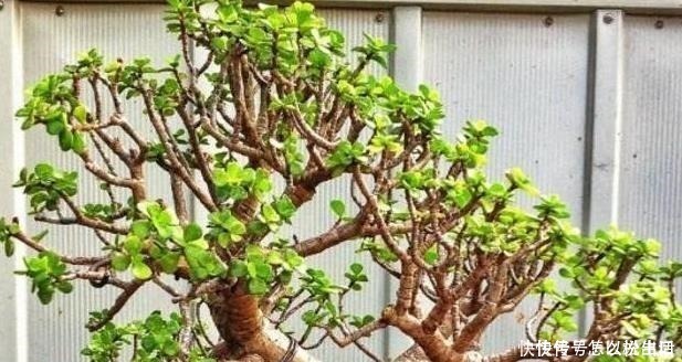 金弹子|“值钱”的2种花,放家里养,越来越“富有”,第2种能卖上万!