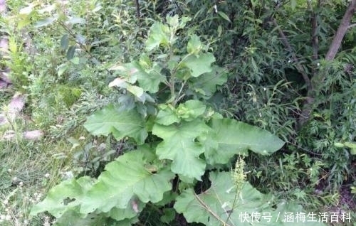 引进|国外很吃香,引进我国却没人吃,如今制成茶,60元一斤