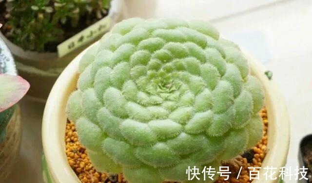 要点|60种多肉图鉴及养护要点,1分钟学会,超全超实用!