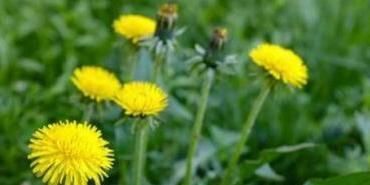别迷信蒲公英泡水喝医生坦白谣言太多,能明确的作用就3个