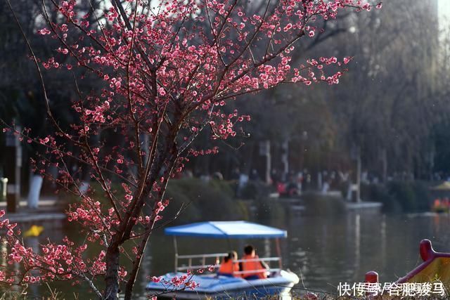 中年|大年初二，合肥包公园游客爆满，梅花盛开喜迎游客