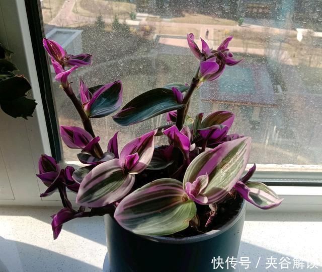 秋老虎|爱花就养一盆“网红吊兰”,叶片自带甜蜜梦幻,比吊兰大气上档次