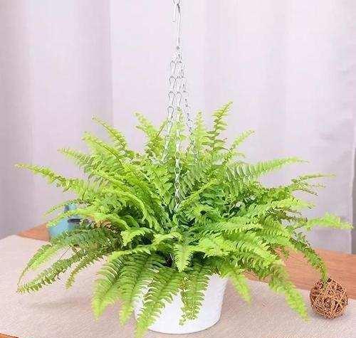 这五种蕨类植物非常适合养在室内 好看又好养 快资讯