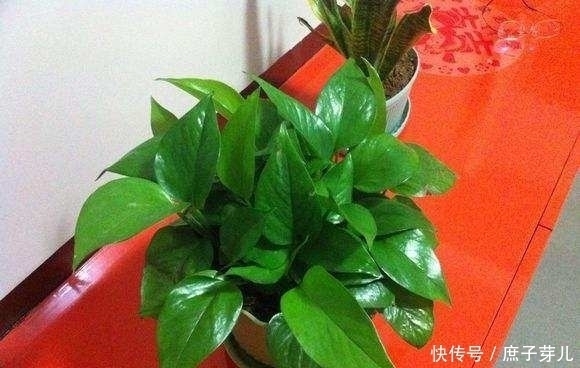 水里加点它,用来养绿萝、君子兰,叶片比打了蜡还要油亮有光泽!