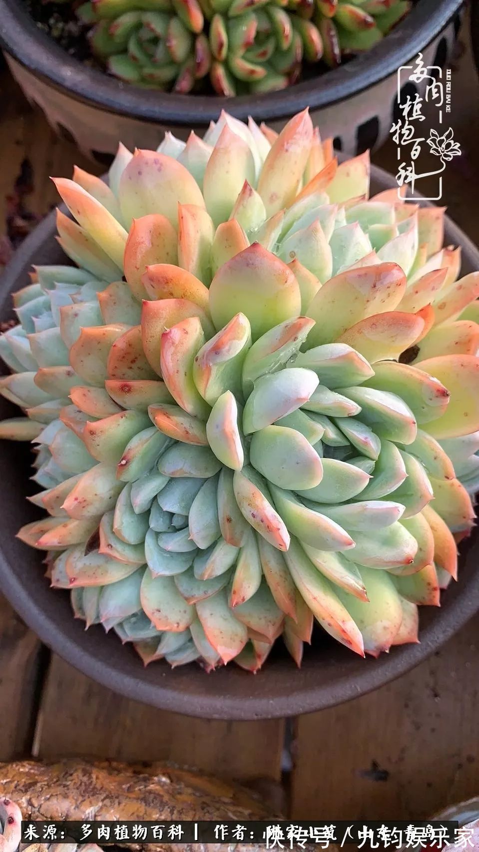 多肉住进暖棚，坦然越冬，放肆浇水，这个冬天有点甜！