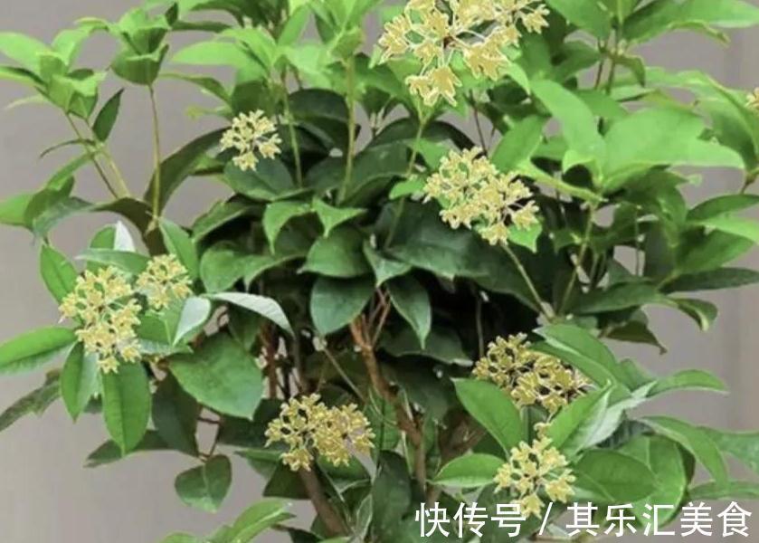 客厅养这些花真的很幸福,因为开花太香了