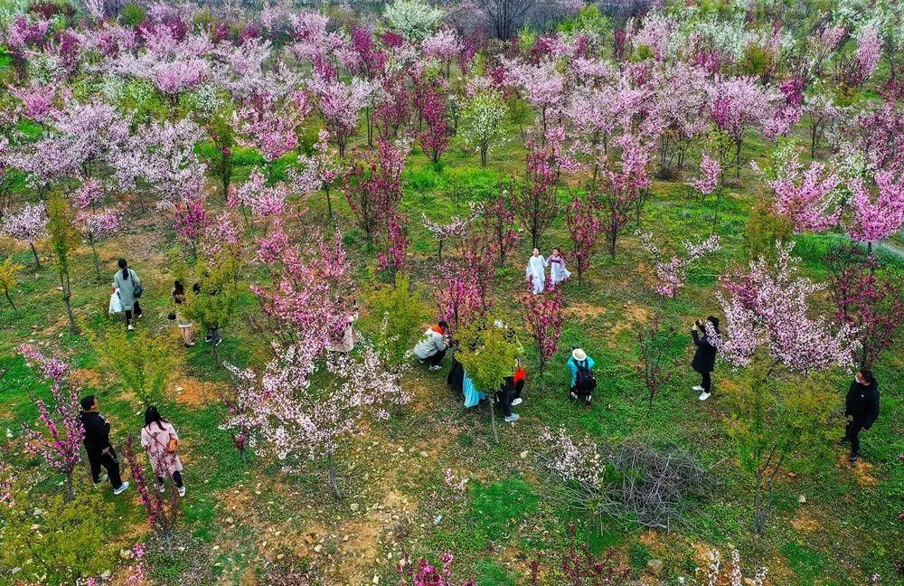 太美了！2021年铜山最新赏花地图出炉！竟有这些地方可以游玩儿…