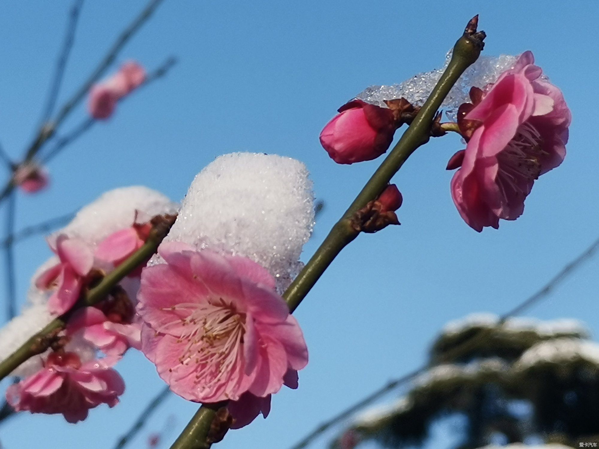 老年|【爱卡踏青季】踏雪寻梅