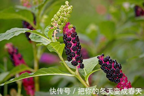 野果|农村一种常见“野果”,常被农民当野菜吃,却不知根部价值珍贵