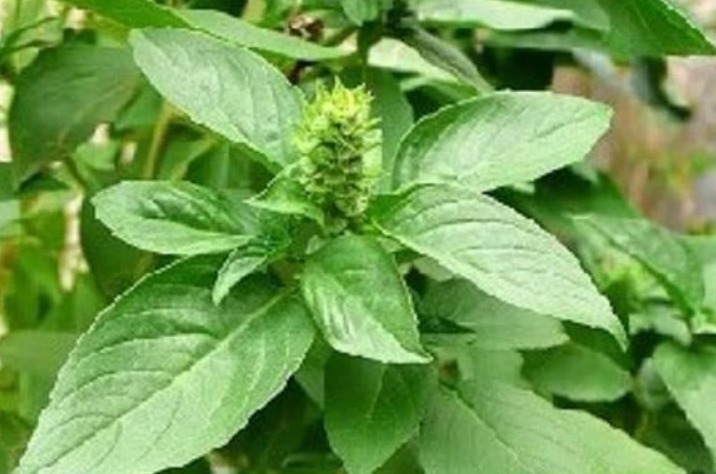 农村|农村一种常见的野菜，拿金子也换不来，有治疗心脏病的效果！