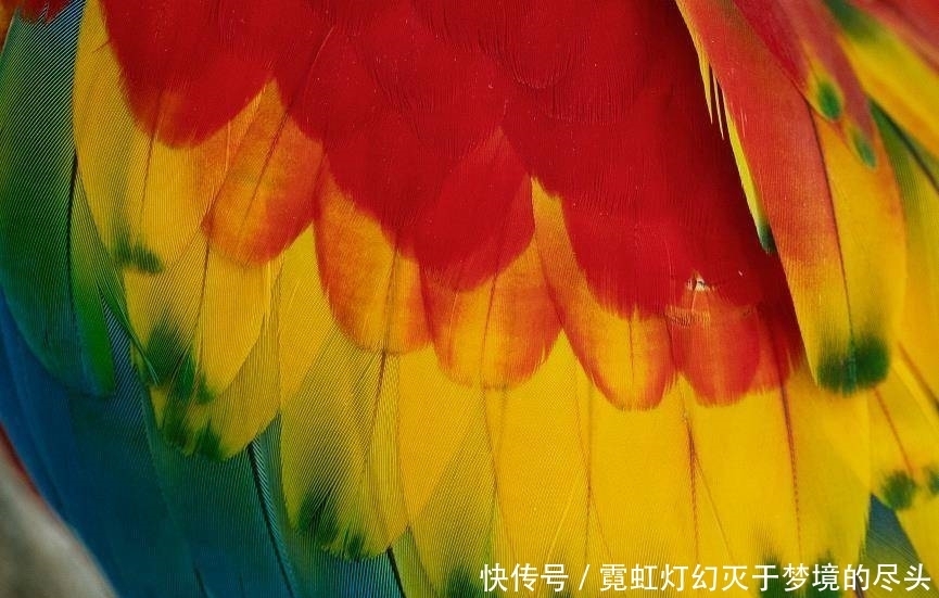 高像素|加持高像素只为解析力?vivo S7丛林秘境展对样张细节的要求更严苛