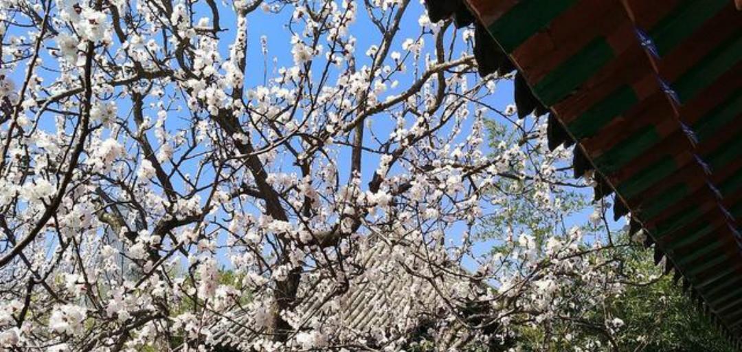 春色|王安石这首诗水平也很高,只用淡淡几笔,写出了不一样的春色美景