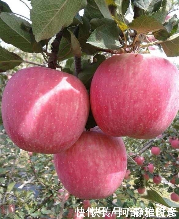 苹果|苹果睡前吃好不好今天终于答案了,你们吃对了吗一起来看看