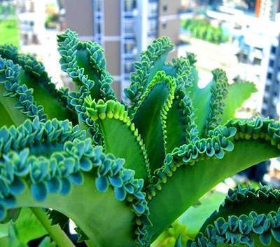 6种“懒人花”可真皮实,一个月不浇水,太阳越晒,开花越泼辣