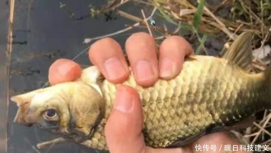 线组|后悔现在才察觉:鲫鱼上浮后,只需调整调整,比钓底还过瘾