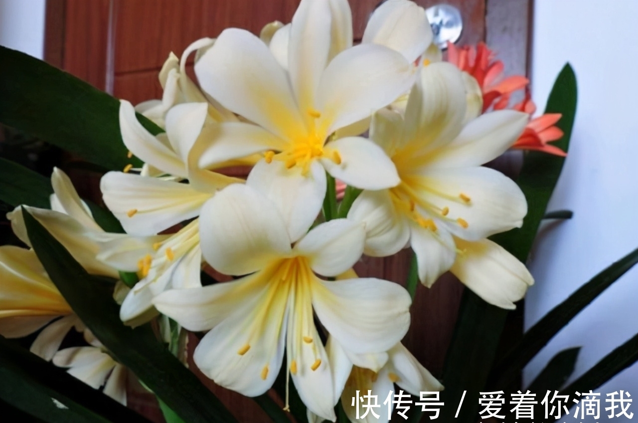 开花|君子兰开花不积极,勤做“三动作”,撒欢长不夹箭,绽放层叠群兰