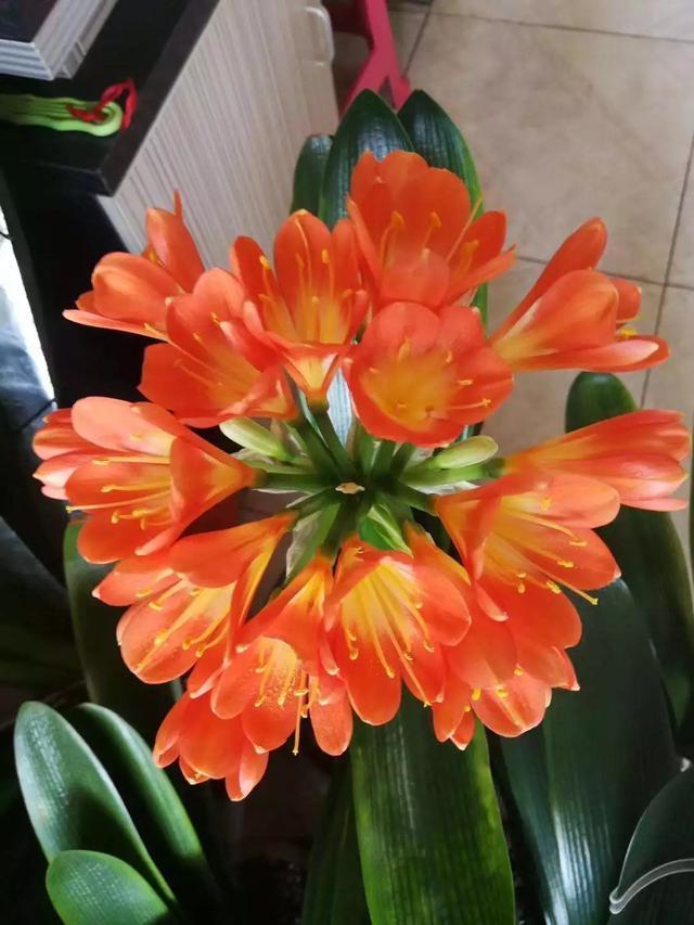 氮肥|君子兰长得太慢学几招,叶子猛长花开不断,美翻天!