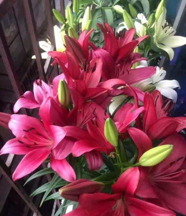 4种花自带财运,家里养一盆,美丽鲜花,家里变成“小花园”