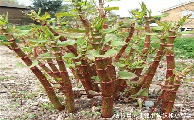 国外|它在国内的名气很大,国外却臭名昭著,80后把它当做零食来吃