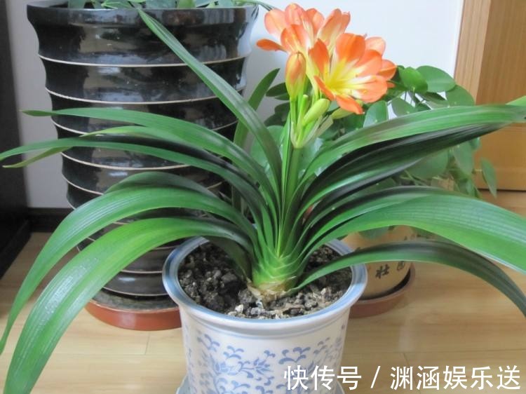 君子兰要长得旺,就要下手“切”,几刀下去叶片蹭蹭长,变群兰!