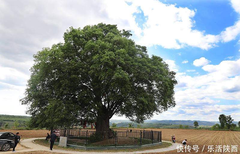 生态园|2021永寿槐花节开幕！逛槐林，咥美食，闻香而动，乡村美景在永寿