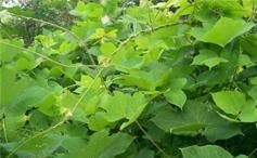 戳这里吧，为你解读葛根究竟好在哪？